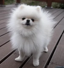 Fluffy white Pomeranian standing on wooden decking, looking proudly at the camera with a full, cloud-like coat.