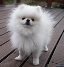 Fluffy white Pomeranian standing on wooden decking, looking proudly at the camera with a full, cloud-like coat.