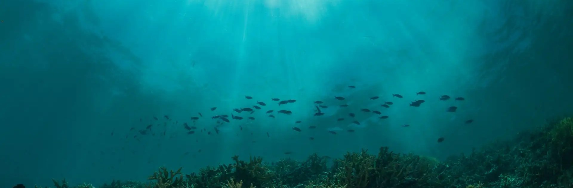 Underwater scene of a coral reef with a school of fish swimming in the distance, illuminated by sunlight streaming down from the surface.