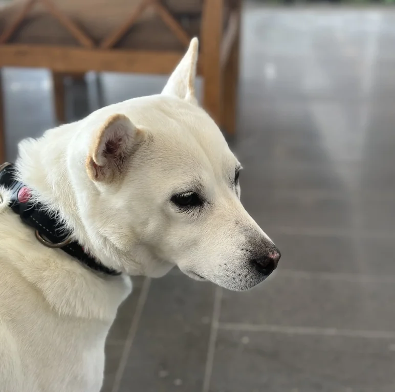 White dog with upright ears and a thoughtful expression, wearing a black collar indoors on a tiled floor.
