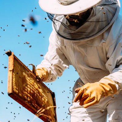 A beekeeper in protective gear inspects a honeycomb frame from a beehive, surrounded by flying bees on a sunny day.
