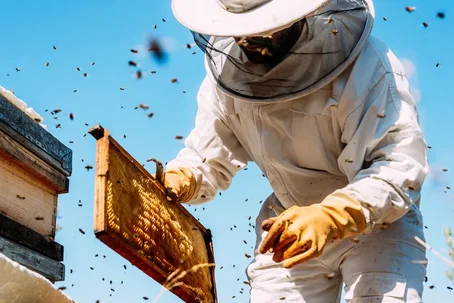 A beekeeper in protective gear inspects a honeycomb frame from a beehive, surrounded by flying bees on a sunny day.