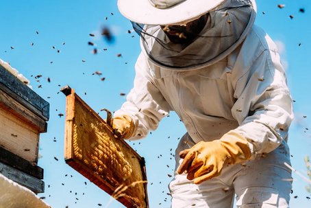 A beekeeper in protective gear inspects a honeycomb frame from a beehive, surrounded by flying bees on a sunny day.