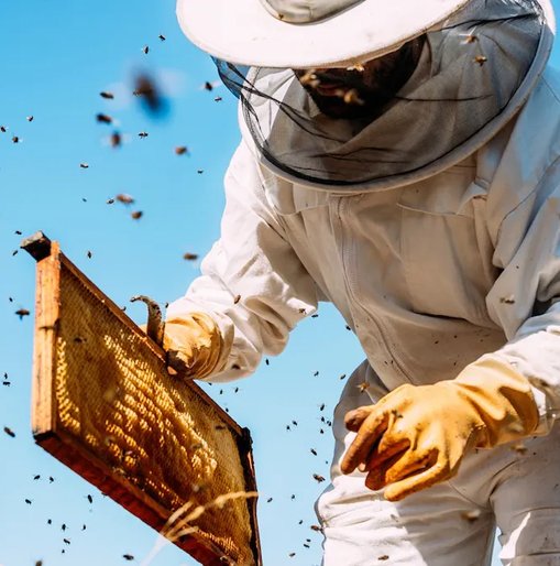 A beekeeper in protective gear inspects a honeycomb frame from a beehive, surrounded by flying bees on a sunny day.