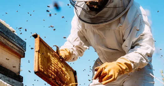 A beekeeper in protective gear inspects a honeycomb frame from a beehive, surrounded by flying bees on a sunny day.