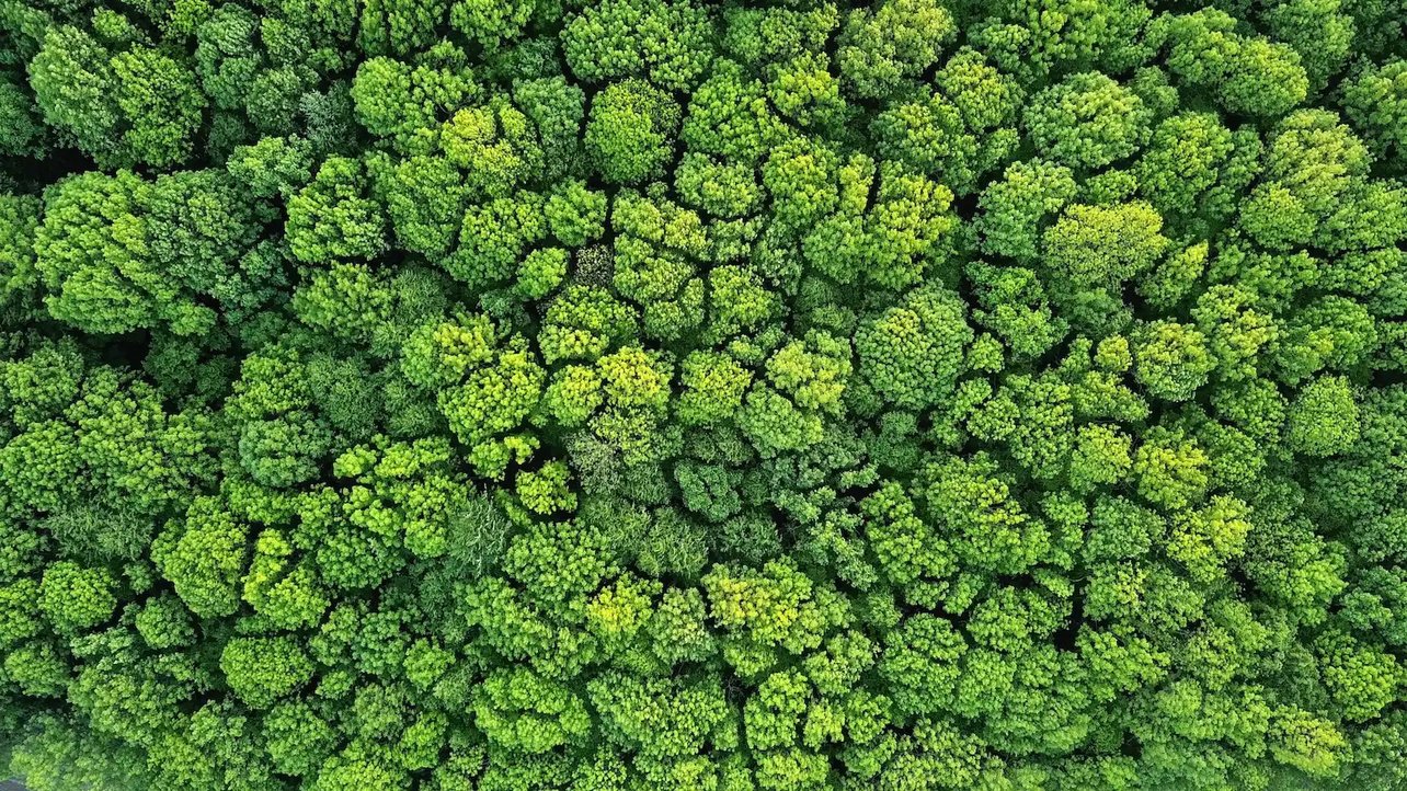 Aerial view of a dense forest canopy with vibrant green treetops, showcasing natural beauty and biodiversity from above.
