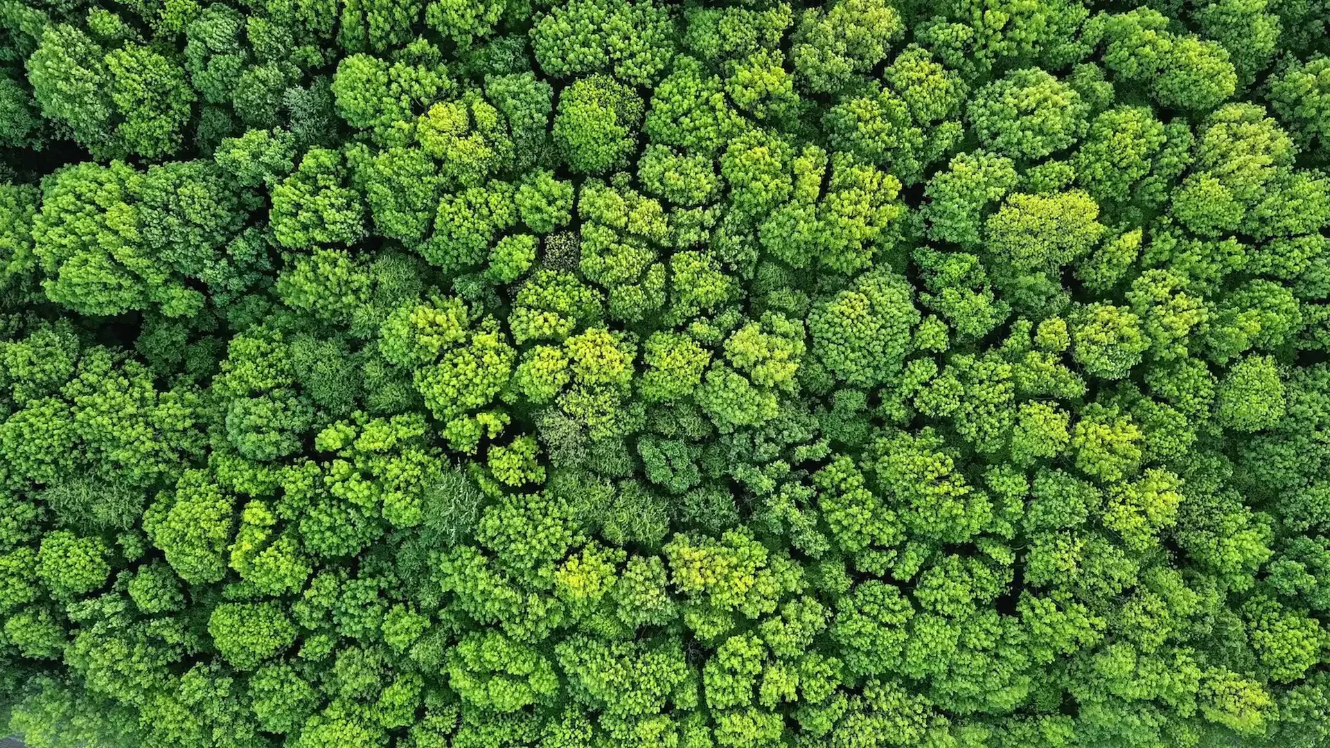 Aerial view of a dense forest canopy with vibrant green treetops, showcasing natural beauty and biodiversity from above.