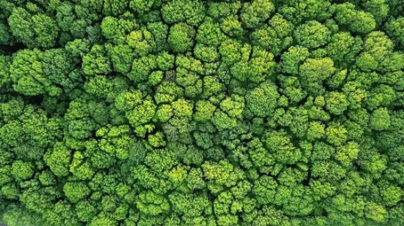 Aerial view of a dense forest canopy with vibrant green treetops, showcasing natural beauty and biodiversity from above.
