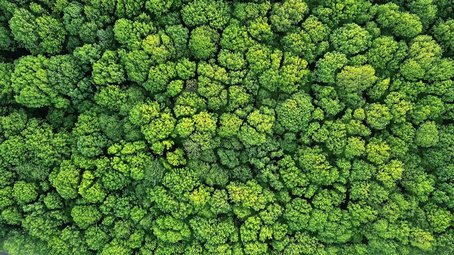 Aerial view of a dense forest canopy with vibrant green treetops, showcasing natural beauty and biodiversity from above.