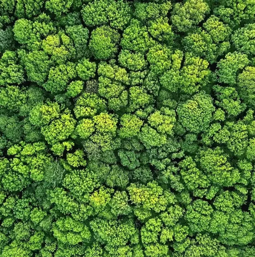 Aerial view of a dense forest canopy with vibrant green treetops, showcasing natural beauty and biodiversity from above.