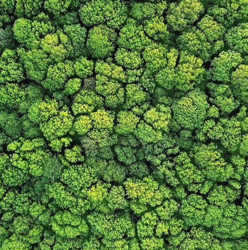 Aerial view of a dense forest canopy with vibrant green treetops, showcasing natural beauty and biodiversity from above.