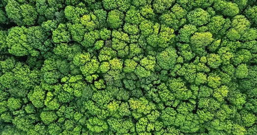 Aerial view of a dense forest canopy with vibrant green treetops, showcasing natural beauty and biodiversity from above.