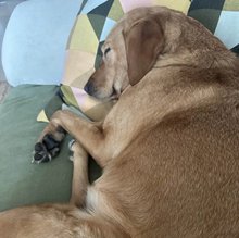Light brown dog curled up and peacefully sleeping on a green sofa, resting against a patterned cushion.
