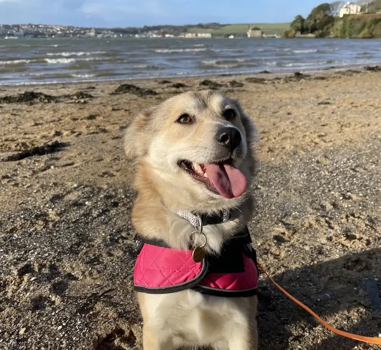 Happy light brown and cream dog wearing a bright pink coat, sitting on a sandy beach with the sea and distant coastline in the background.