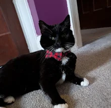 Black and white tuxedo cat lounging on a carpeted floor, wearing a red and black plaid bow tie.