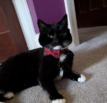 Black and white tuxedo cat lounging on a carpeted floor, wearing a red and black plaid bow tie.