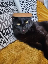 Black cat relaxing on a mustard blanket, tongue slightly out, with a plant pot saucer playfully balanced on its head.