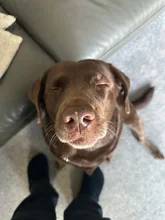 Chocolate Labrador sitting on a grey carpet with eyes closed, facing the camera with a serene expression.