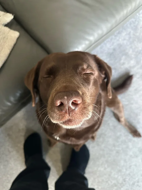 Chocolate Labrador sitting on a grey carpet with eyes closed, facing the camera with a serene expression.