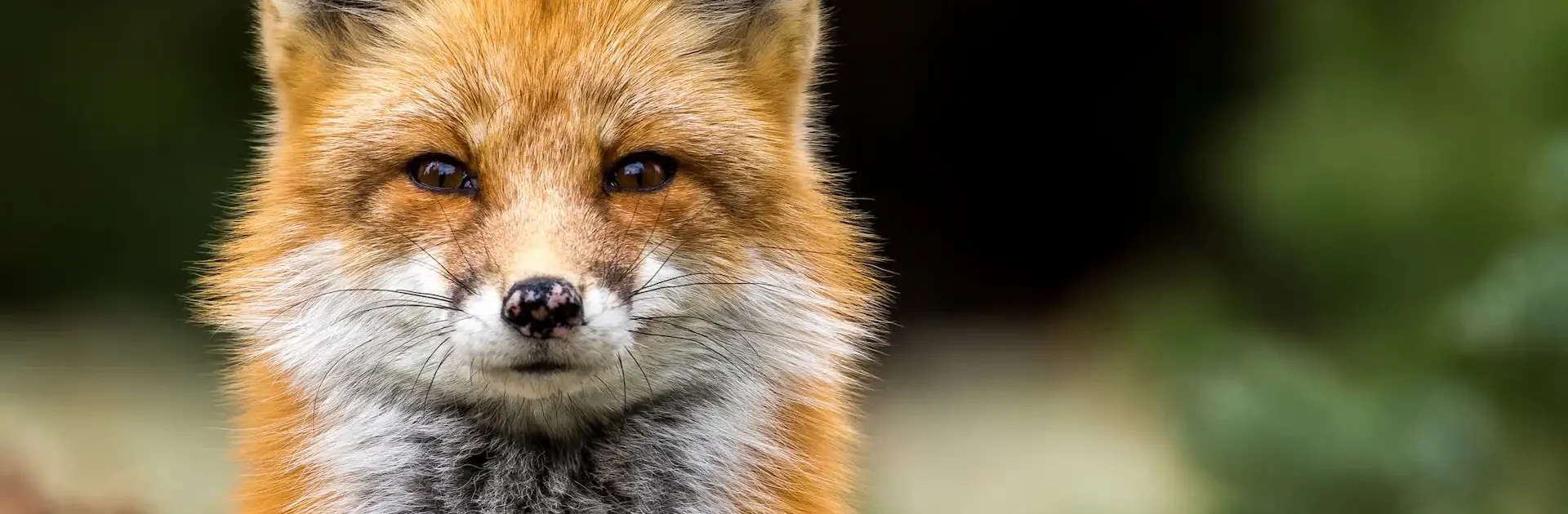 Close-up of a red fox staring directly at the camera, with its vibrant orange fur and white undercoat clearly visible against a blurred natural background.