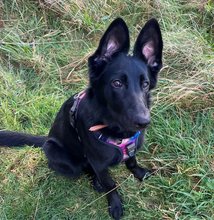 Alert black dog with large upright ears and a colourful harness, sitting on green grass and looking attentively at the camera.