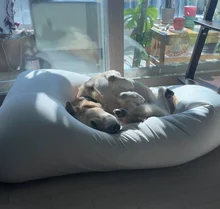 Golden dog lying on its back in a fluffy white dog bed, basking in the sun through a large window.