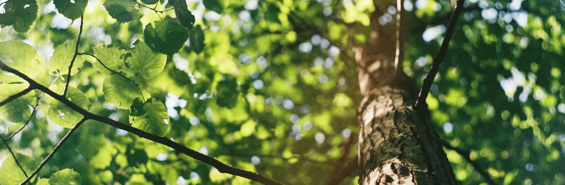 Sunlight filtering through vibrant green leaves as seen from the base of a tall tree, looking up into a forest canopy.