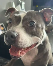 Close-up of a brown and white dog smiling with wide eyes and an open mouth, looking excited and friendly.