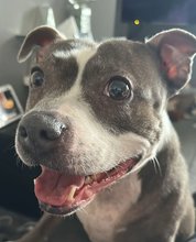Close-up of a brown and white dog smiling with wide eyes and an open mouth, looking excited and friendly.
