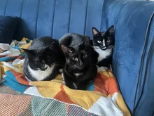 Three black and white cats sitting closely together on a blue sofa, gathered on a colourful blanket.